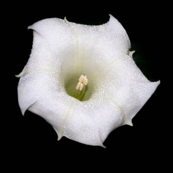 Meet your Posher - Picture 1 of 1